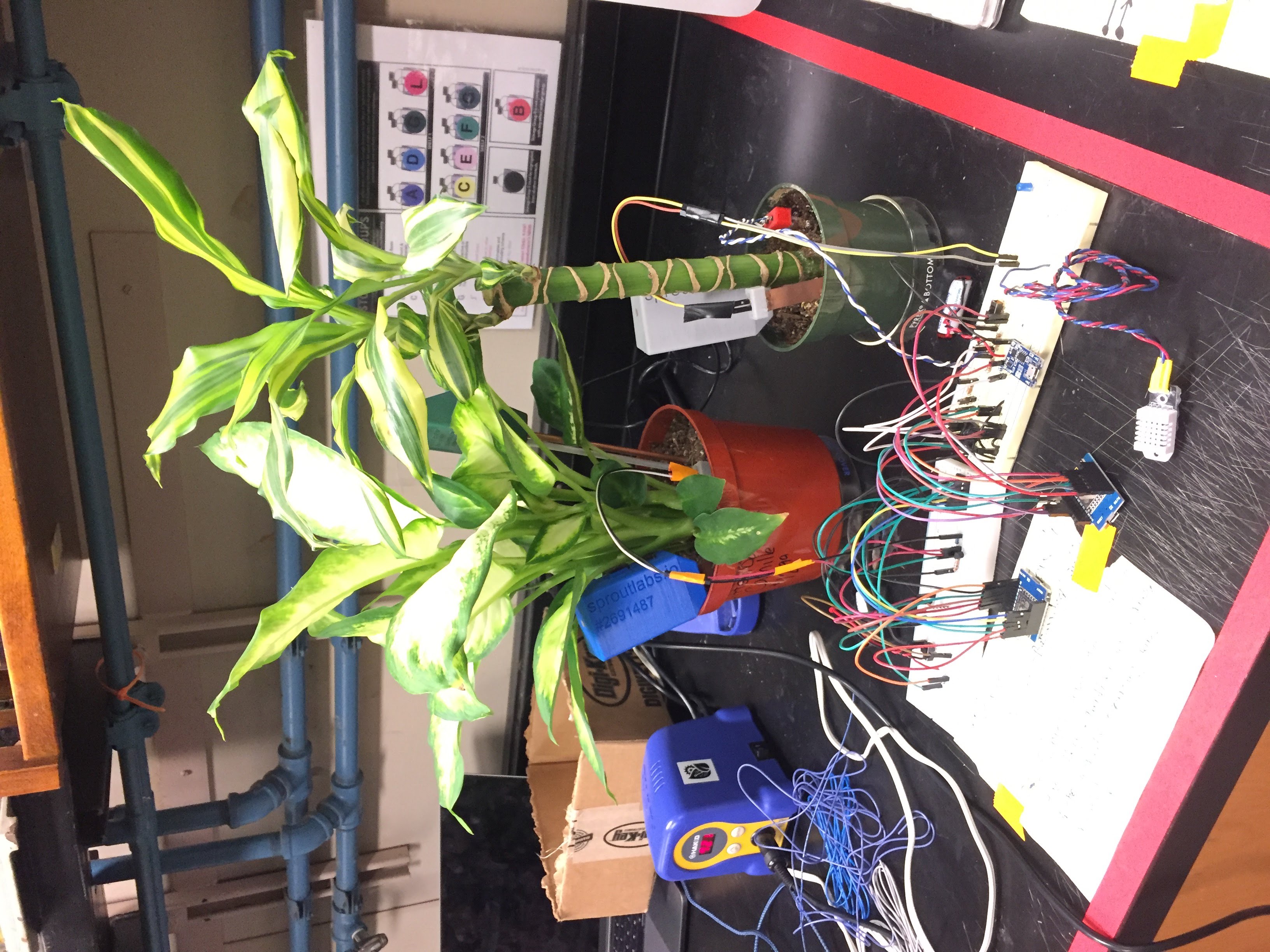 右邊那盆我和巴布取名為Steve，左邊的好像是Wilson...嗎？